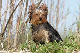 YORKSHIRE TERRIER 163